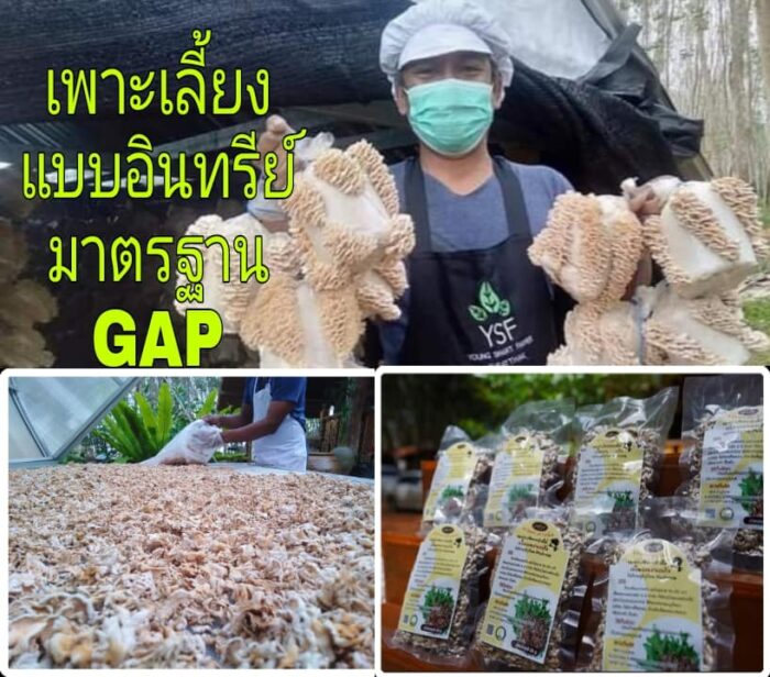 เห็ดแครงแห้ง ขนาด 25 กรัม ตรา บุญทิพย์ - Image 3