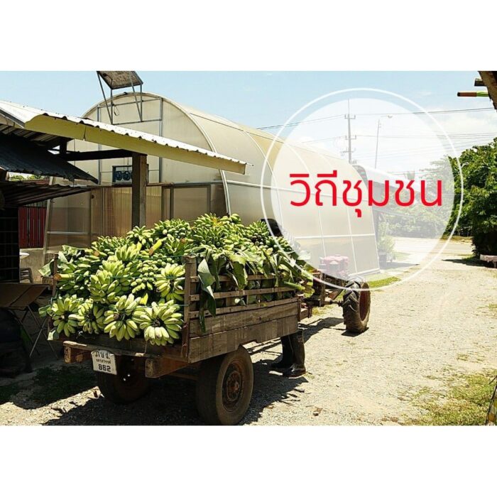 กล้วยตาก ไม่ใส่น้ำผึ้ง (กล้วยน้ำว้า) ขนาด 1,000 กรัม ตรา แม่อารักษ์ - Image 5