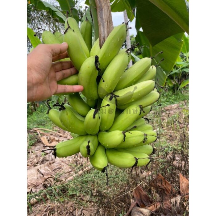 กล้วยกระทบเปลือก (กล้วยส้มทอดทั้งเปลือก อบเกลือ เค็มน้อย) ขนาด 500 กรัม ตรา แม่อารักษ์ - รูปภาพ 7