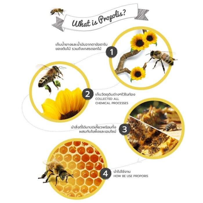 โพรโพลิสสกัดอัดเม็ด จำนวน 90 เม็ด ตรา บีโปรดักส์ไทย (Bee Products Thai) - รูปภาพ 3