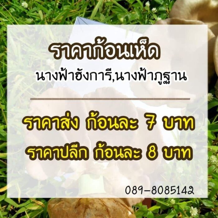 ก้อนเห็ดนางฟ้า - Image 2
