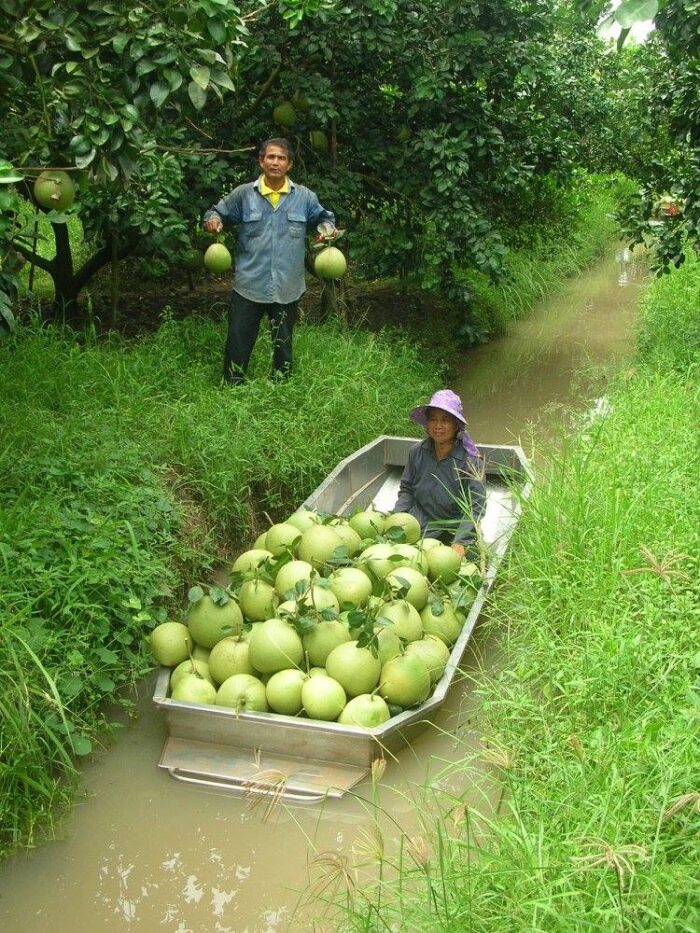 ส้มโอขาวแตงกวา @ สวนโชคชัย ตรา สวนโชคชัย - รูปภาพ 3