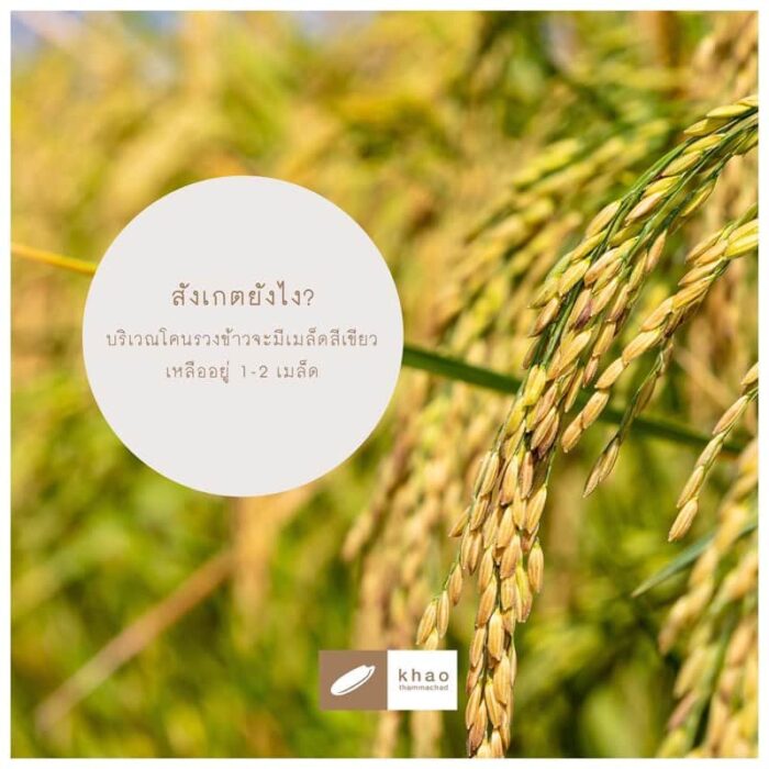 ข้าวไรซ์เบอร์รี่ ตราข้าวธรรมชาติ” บรรจุถุงสุญญากาศ ขนาด 1 กิโลกรัม - รูปภาพ 4