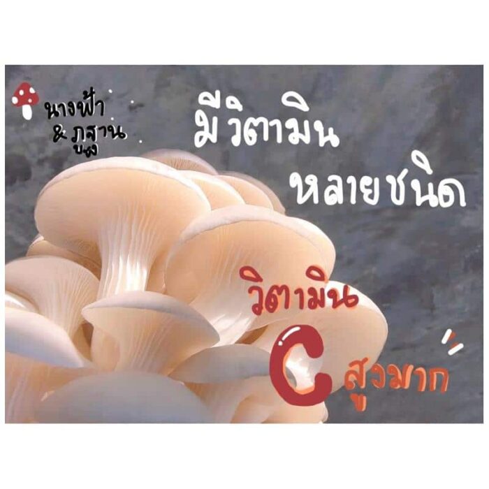 ก้อนเห็ดนางฟ้า - Image 3