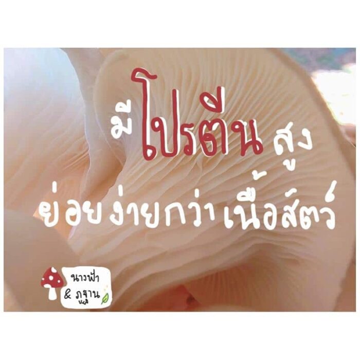 ก้อนเห็ดนางฟ้า - Image 4