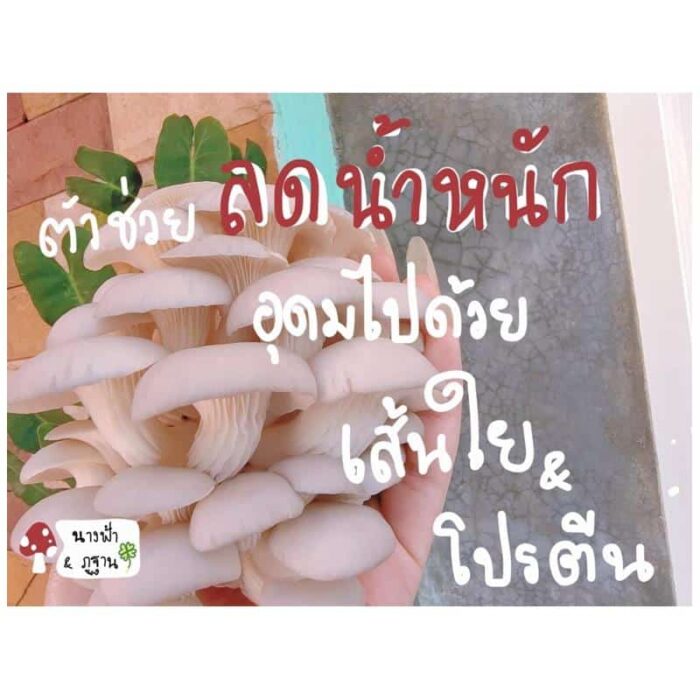 ก้อนเห็ดนางฟ้า - Image 5