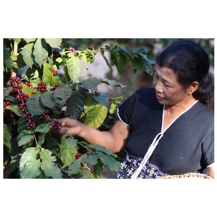 กาแฟสด คั่วกลาง (เมล็ดคั่ว) ยี่ห้อพยัคฆ์กาแฟ(Payak Coffee) 100% Arabica Coffee Beans ขนาด 500 กรัม ตรา พยัคฆ์กาแฟ - รูปภาพ 2