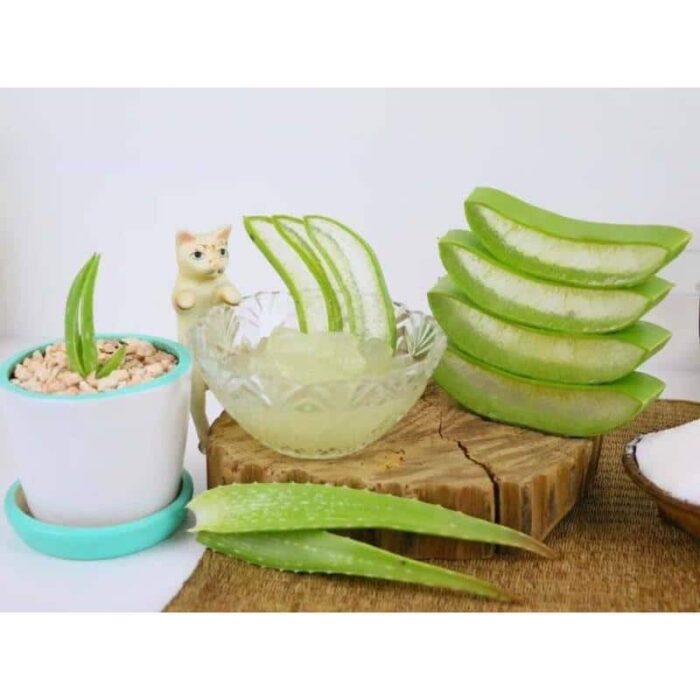 โลชั่นว่านหางจระเข้ ตรา Siammintra Aloe Vera - รูปภาพ 2