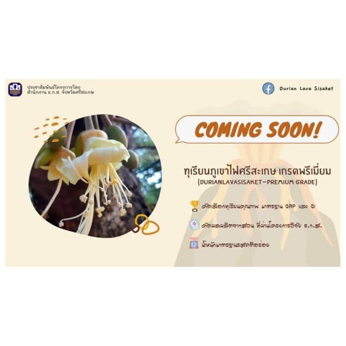 ทุเรียนภูเขาไฟศรีสะเกษ ตรา สกต.ศรีสะเกษ - รูปภาพ 7