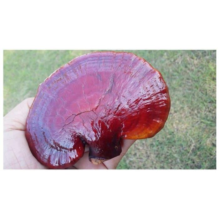 เห็ดหลินจือ ตรา MEGAVIEW บรรจุ 100 g. - รูปภาพ 5