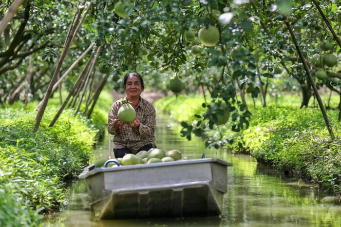 ส้มโอขาวแตงกวา @ สวนโชคชัย ตรา สวนโชคชัย - รูปภาพ 6