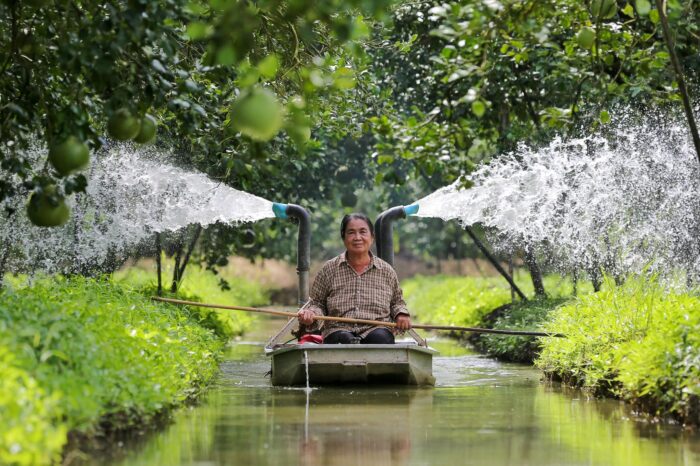 ส้มโอขาวแตงกวา @ สวนโชคชัย ตรา สวนโชคชัย - รูปภาพ 7
