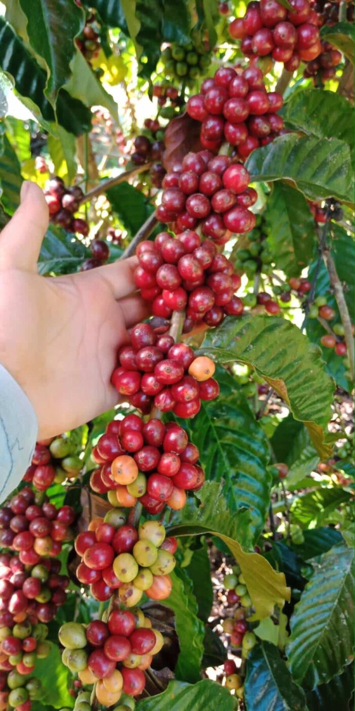 เมล็ดกาแฟคั่วสด โรบัสต้า 100% " LOM CHOY " (Light) ขนาด 250 g. ตรา LOM CHOY - รูปภาพ 8