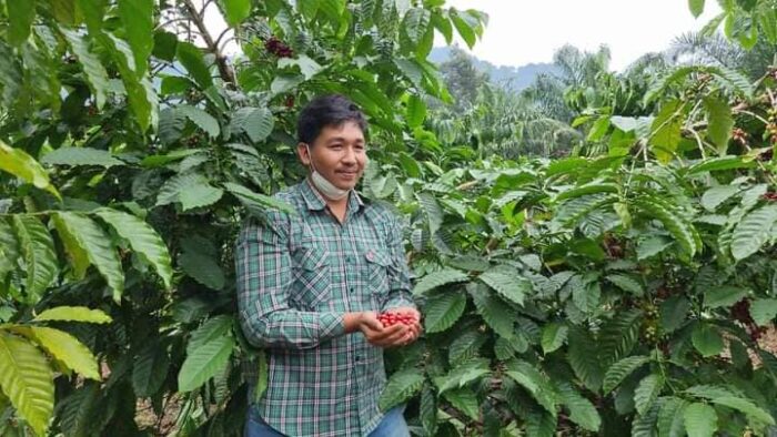 เมล็ดกาแฟคั่วสด โรบัสต้า 100% " LOM CHOY " (Light) ขนาด 250 g. ตรา LOM CHOY - รูปภาพ 9