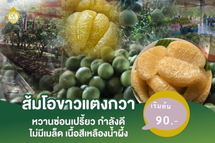 ส้มโอขาวแตงกวา @ สวนโชคชัย ตรา สวนโชคชัย - รูปภาพ 8