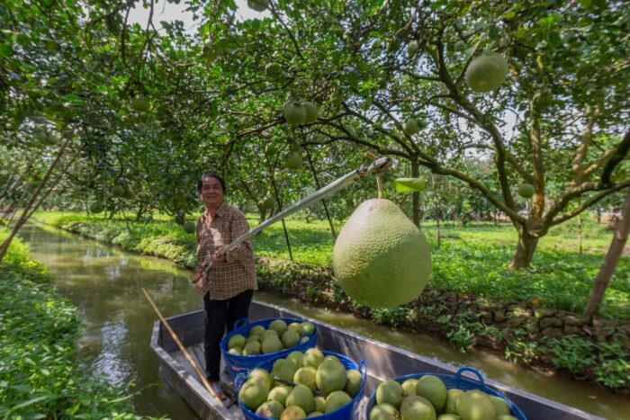 ส้มโอขาวแตงกวา @ สวนโชคชัย ตรา สวนโชคชัย - รูปภาพ 9