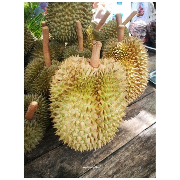 ทุเรียนหมอนทองทรายขาว ตรา สกต. ปัตตานี