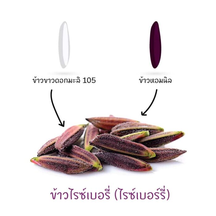 ข้าวไรซ์เบอร์รี่ (Riceberry) ตรา สกต.พัทลุง - รูปภาพ 2