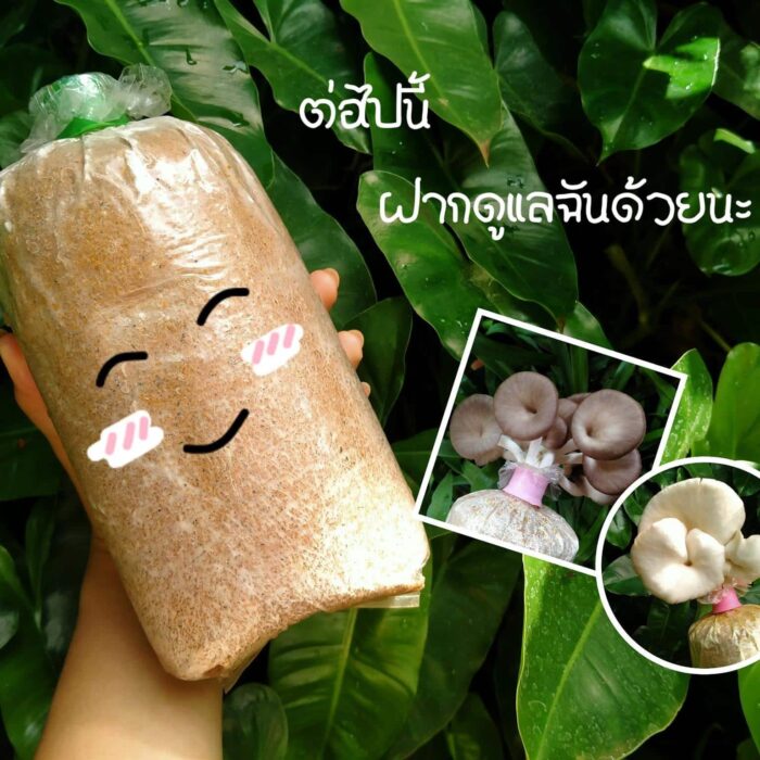 ก้อนเห็ดนางฟ้า