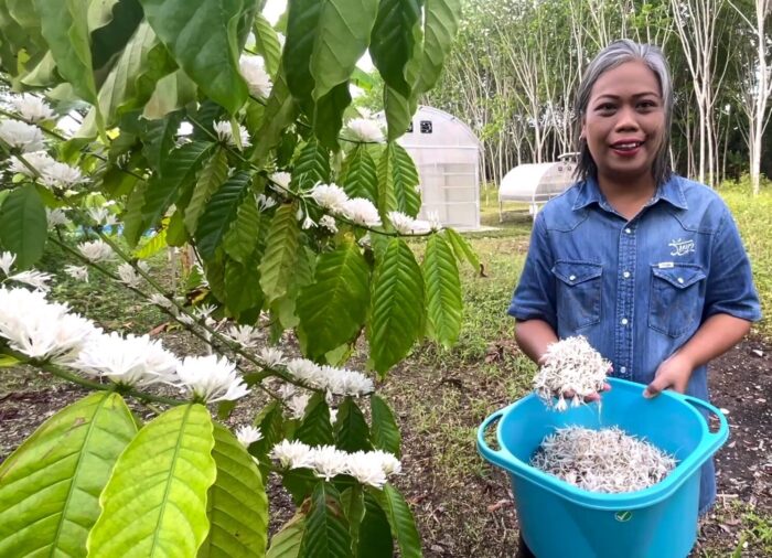 สบู่กาแฟ ผสมผงสครับกาแฟที่คัดพิเศษ ขนาด 100 กรัม ตรา รัษฎา - รูปภาพ 2